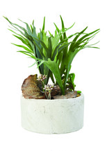 Plastic Plants with Concrete Base